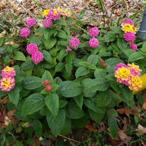 Lantana Anne Marie Live Plant – Set of 2, 4-6