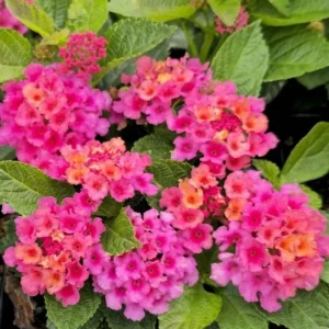 Lantana Athens Rose Live Plant Set - 2 Pack, 4-6