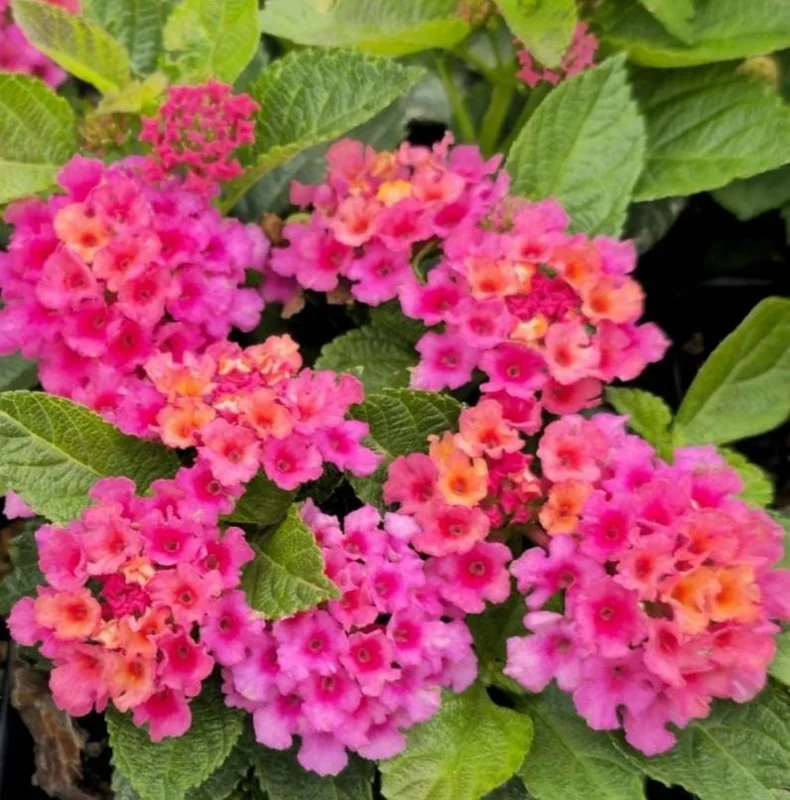 Lantana Athens Rose Live Plant Set - 2 Pack, 4-6" Tall, Butterfly Friendly, Outdoor - Image 4