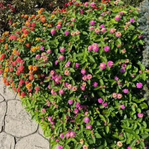 Lantana Athens Rose Live Plant Set - 2 Pack, 4-6