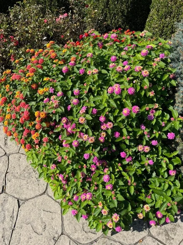 Lantana Athens Rose Live Plant Set - 2 Pack, 4-6" Tall, Butterfly Friendly, Outdoor - Image 5