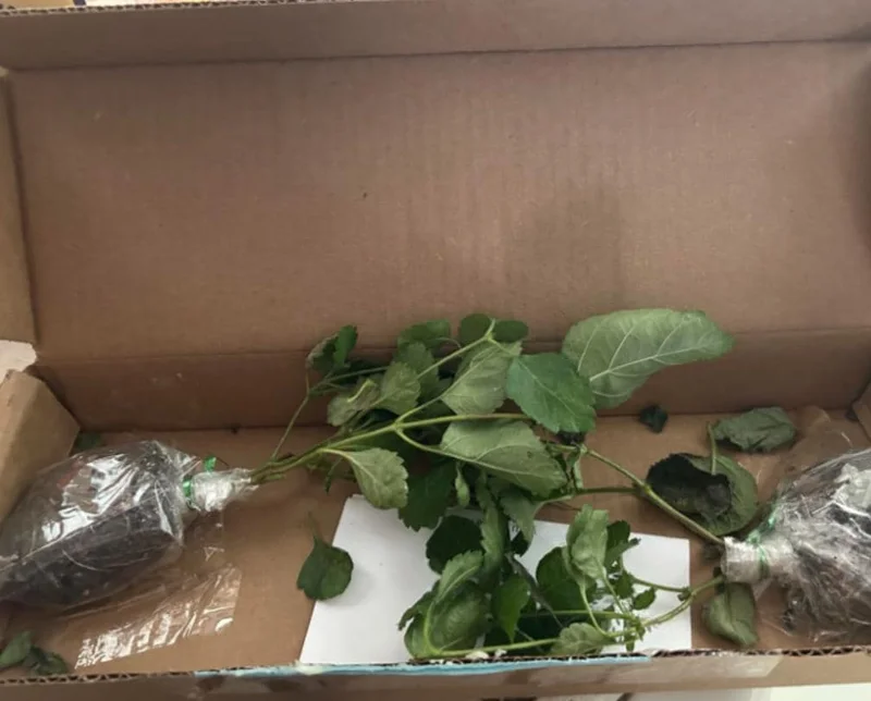 Lantana Athens Rose Live Plant Set - 2 Pack, 4-6" Tall, Butterfly Friendly, Outdoor - Image 7