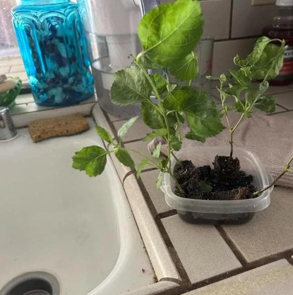 Lantana Athens Rose Live Plant Set - 2 Pack, 4-6" Tall, Butterfly Friendly, Outdoor - Image 8