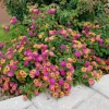Lantana Athens Rose Live Plant Set - 2 Pack, 4-6" Tall, Butterfly Friendly, Outdoor - Image 1