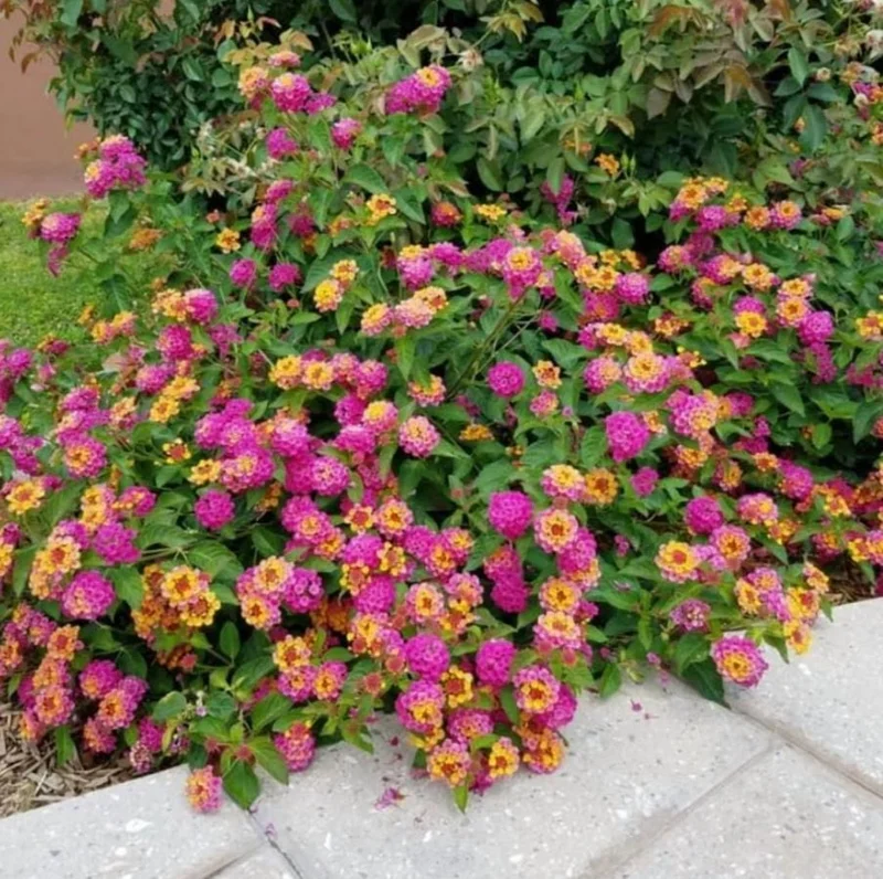 Lantana Athens Rose Live Plant Set - 2 Pack, 4-6" Tall, Butterfly Friendly, Outdoor - Image 1