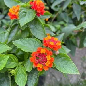 Lantana Camara 'Fireworks' Live Plant Set of 2 – 4-6" Tall – Attracts Butterflies & Hummingbirds - Image 2