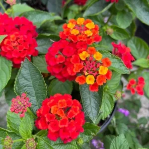 Lantana Camara 'Fireworks' Live Plant Set of 2 – 4-6
