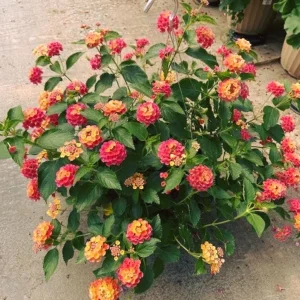 Lantana Camara 'Fireworks' Live Plant Set of 2 – 4-6" Tall – Attracts Butterflies & Hummingbirds - Image 1
