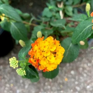 Lantana Camara 'Fireworks' Live Plant Set of 2 – 4-6