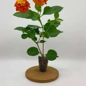 Lantana Camara 'Fireworks' Live Plant Set of 2 – 4-6