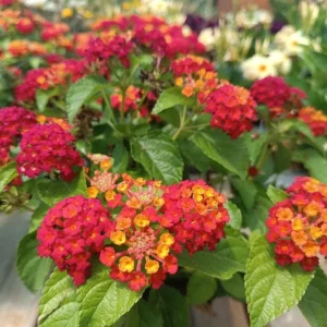 Lantana Camara 'Frans Red' Live Plant, Red, Set of 2, 4-6" Tall, Outdoor, Drought Tolerant - Image 2