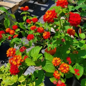 Lantana Camara 'Frans Red' Live Plant, Red, Set of 2, 4-6