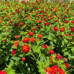 Lantana Camara 'Frans Red' Live Plant, Red, Set of 2, 4-6