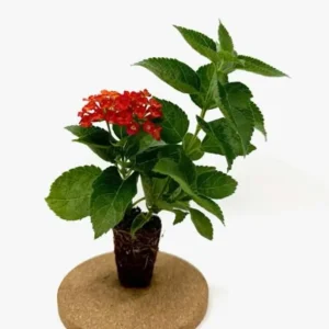 Lantana Camara 'Frans Red' Live Plant, Red, Set of 2, 4-6