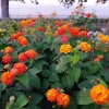 Lantana Camara 'Frans Red' Live Plant, Red, Set of 2, 4-6" Tall, Outdoor, Drought Tolerant - Image 1