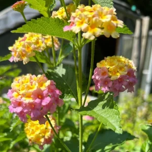 Lantana Camara Live Plant – Set of 2 Starter Plants – 4-6" Tall – Attracts Butterflies & Hummingbirds – Outdoor - Image 2