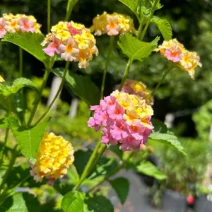 Lantana Camara Live Plant – Set of 2 Starter Plants – 4-6