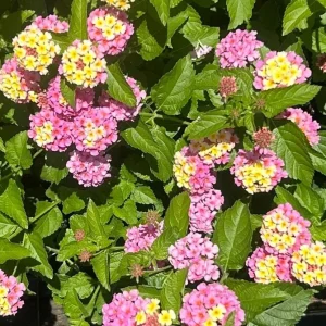 Lantana Camara Live Plant – Set of 2 Starter Plants – 4-6