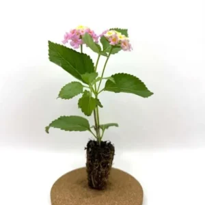 Lantana Camara Live Plant – Set of 2 Starter Plants – 4-6