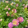 Lantana Camara Live Plant – Set of 2 Starter Plants – 4-6" Tall – Attracts Butterflies & Hummingbirds – Outdoor - Image 1
