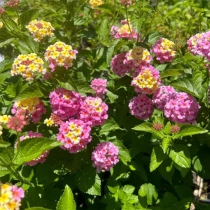 Lantana Camara Live Plant – Set of 2 Starter Plants – 4-6