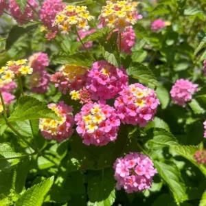 Lantana Camara Live Plant – Set of 2 Starter Plants – 4-6