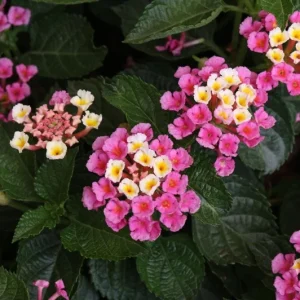 Lantana Camara Live Plant – Set of 2 Starter Plants – 4-6