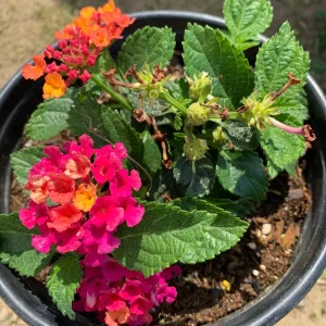 Lantana Cherry Sunrise Live Plant – 6" Pot – Vibrant Outdoor Shrub - Image 2