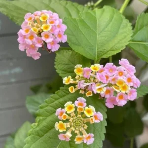 Lantana 'Ham and Eggs' Live Plant Set – 3 Starter Plants, 4-6