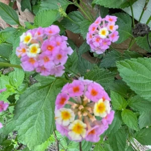 Lantana 'Ham and Eggs' Live Plant Set – 3 Starter Plants, 4-6