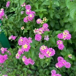 Lantana 'Ham and Eggs' Live Plant Set – 3 Starter Plants, 4-6