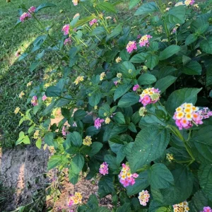 Lantana 'Ham and Eggs' Live Plant Set – 3 Starter Plants, 4-6