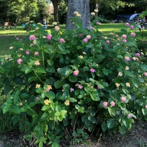 Lantana 'Ham and Eggs' Live Plant Set – 3 Starter Plants, 4-6