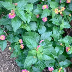 Lantana 'Ham and Eggs' Live Plant Set – 3 Starter Plants, 4-6