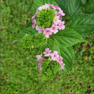 Lantana 'Ham and Eggs' Live Plant Set – 3 Starter Plants, 4-6