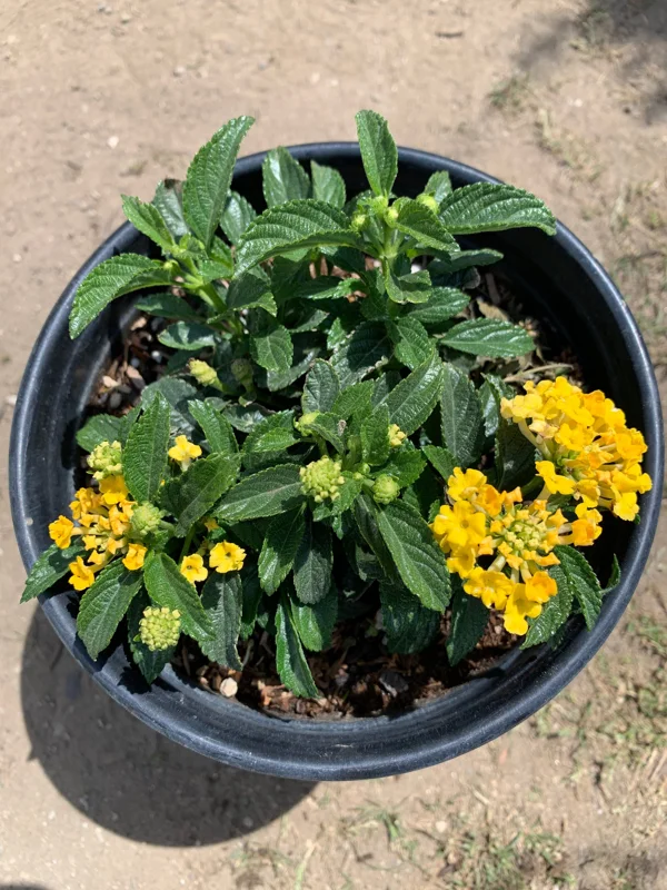Lantana Lemon Zest Live Plant – 6 Inch Pot – Yellow Flowers – Outdoor Shrub - Image 2