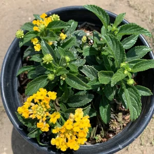 Lantana Lemon Zest Live Plant – 6 Inch Pot – Yellow Flowers – Outdoor Shrub - Image 1