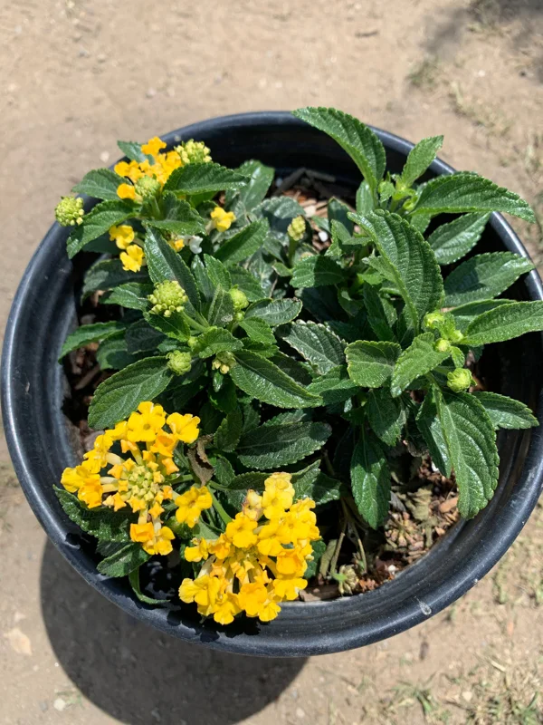 Lantana Lemon Zest Live Plant – 6 Inch Pot – Yellow Flowers – Outdoor Shrub - Image 1