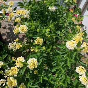 Lantana Light Yellow Live Plant – 1 Gallon Pot – Outdoor Shrub - Image 2
