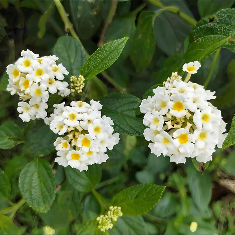 Lantana Live Plant – 4 Inch Pot – Colorful Flowering Shrub for Garden & Containers - Image 10