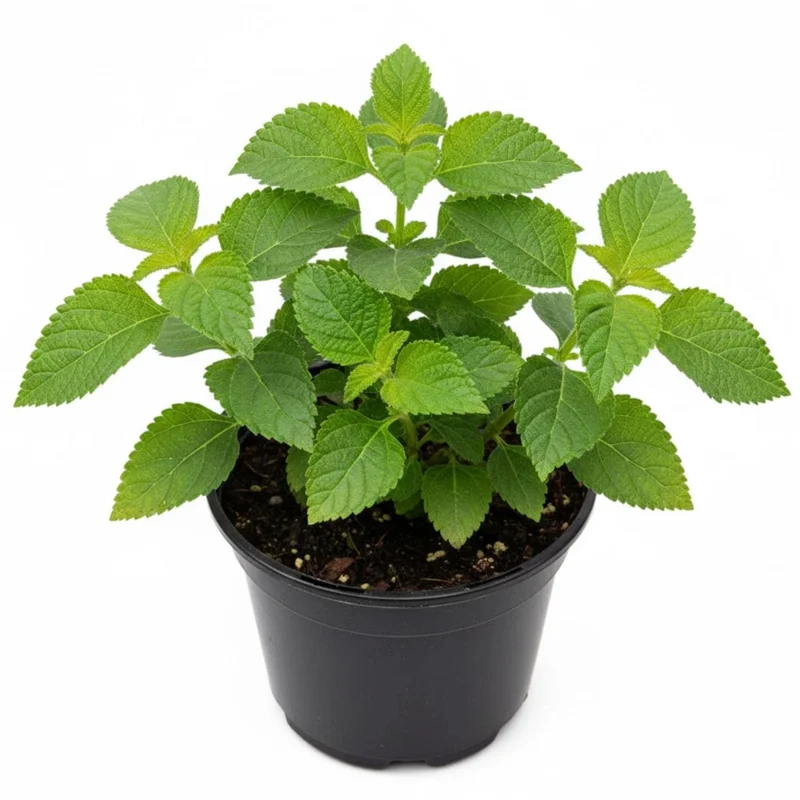 Lantana Live Plant – 4 Inch Pot – Colorful Flowering Shrub for Garden & Containers - Image 2