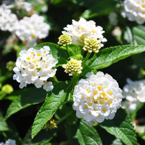 Lantana Live Plant – 4 Inch Pot – Colorful Flowering Shrub for Garden & Containers - Image 9