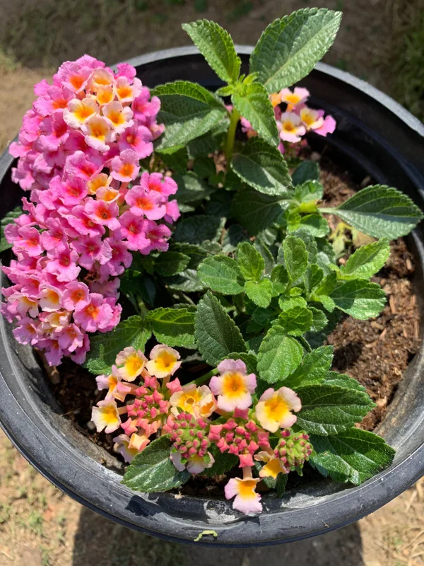 Lantana Pink Improve Live Plant - 6-inch Pot - Outdoor Flower - Image 1