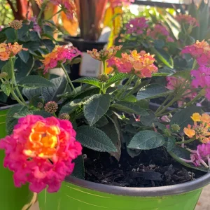 Lantana Rose Live Plant – Vibrant Bush for Outdoor Gardens – 1 Gallon Pot - Image 3