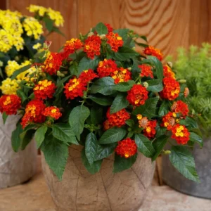 Lantana Salsa Live Plants - Set of 2, 4-6" Tall, Butterfly & Pollinator Friendly Outdoor Flower - Image 1
