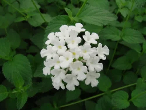 Lantana Trailing White Live Plant – 4" Nursery Pot Size – Butterfly & Bee Friendly - Image 2