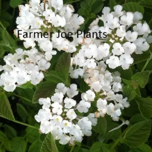 Lantana Trailing White Live Plant – 4