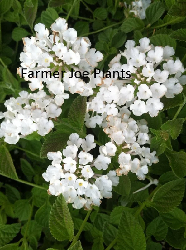 Lantana Trailing White Live Plant – 4" Nursery Pot Size – Butterfly & Bee Friendly - Image 3
