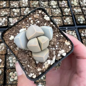 Lapidaria Margaretae Karoo Rose Live Plant – 2 inch Pot Succulent - Image 4