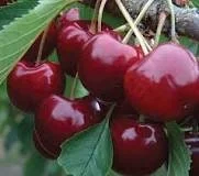 Lapins Cherry Tree Live Plant - 3-4 ft Tall - Sweet Self-Pollinating Fruit Tree - Image 1